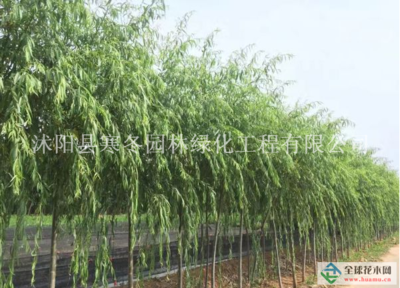 【江蘇【青皮垂柳】最新青皮垂柳_價(jià)格_圖片_產(chǎn)地報(bào)價(jià)表詳情描述供應(yīng)|大葉黃楊 瓜子黃楊 金葉女貞 紅葉小檗 叢生紫荊 叢生紫薇 紫葉李 重生花石榴 等200種綠化苗木沭陽(yáng)縣寒冬園林綠化工程商鋪